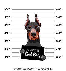 Doberman prisoner. Arrest photo. Criminal dog. Mugshot photo. Police placard, Police mugshot, lineup. Arrest Photo offender Vector illustration