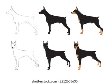 Doberman set. Vector illustration of dog breeds in flat style. Cute dog. Vector illustration isolated on white background. beautiful standing dog. Love dog, 