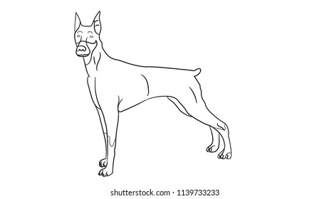 Doberman sketch, isolated