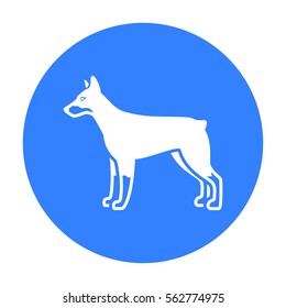 Doberman vector icon in black style for web