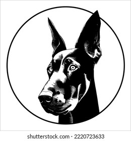 Doberman vector portrait in black and white