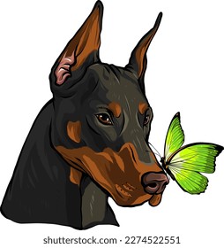 Dobermann dog face with butterfly ed vector illustration