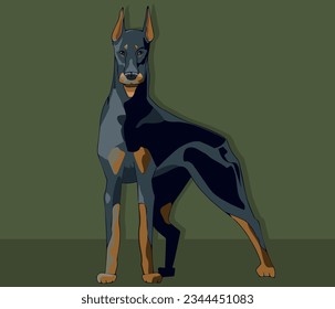 Dobermann-Hund in einer statischen Pose. Einzelobjekte. Vektor