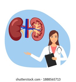 Doktor erklärt ihrer Patientenvektor die Nierenanatomie. Internes Organ des Menschen. Design für Poster, Bildungspräsentation.
