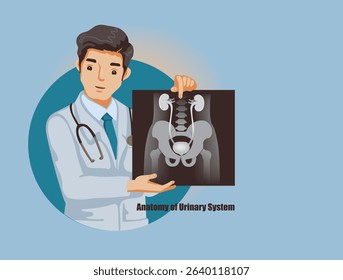 Doctor holding an X-ray of Anatomy of Urinary System