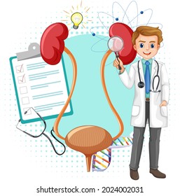 Doctor And Human Kidney And Bladder On White Background Illustration