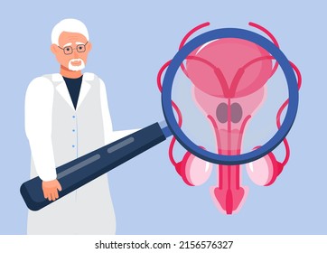 Doctor Looks At The Prostate Through A Magnifying Glass. Prostate Icon Concept Vector. Andrology Andrology Illustration For Web, Landing Page, Blog. The Ovary, Testicle, Adrenal Gland Are Shown.