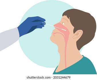 Doctor making Nasal swab laboratory test Medical Test, Nose, Scientific Experiment, Cotton Swab for man patients Coronavirus covid-19 pandemic concept vector
