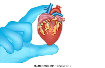 Die Hand des Arztes in blauen Handschuhen hält menschliches Herz einzeln auf weißem Hintergrund. Vektorgrafik.