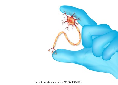 Doctor's hand in blue gloves hold of Human Neuron anatomy isolated on white background. vector illustration.