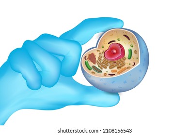 Doctor's hand in blue gloves hold of human cells isolated on white background. vector illustration.