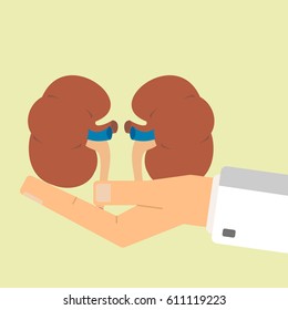 Doctors hand hold human kidneys. Healthcare concept. Vector illustration