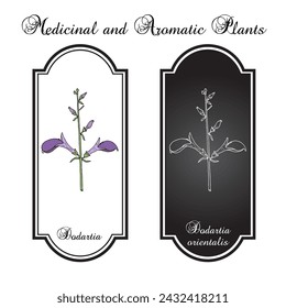 Dodartia (Dodartia orientalis), medicinal plant. Hand drawn botanical vector illustration