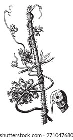 Dodder, vintage engraved illustration. La Vie dans la nature, 1890. 