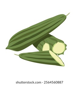 dodka vegetable in green color full view, half cut view and front view illustration