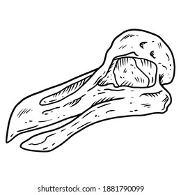 Dodo bird fossilized skull hand drawn sketch image. Extinct species animal bones fossil hand drawn. Vector stock outline silhouette