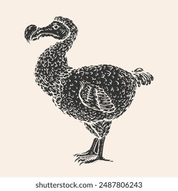 Dodo bird in monochrome hand drawn style. Sketch ancient bird for print. Engraved vector illustration.