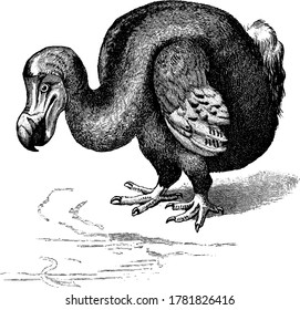 Download Dodo, Bird, Extinct. Royalty-Free Vector Graphic - Pixabay