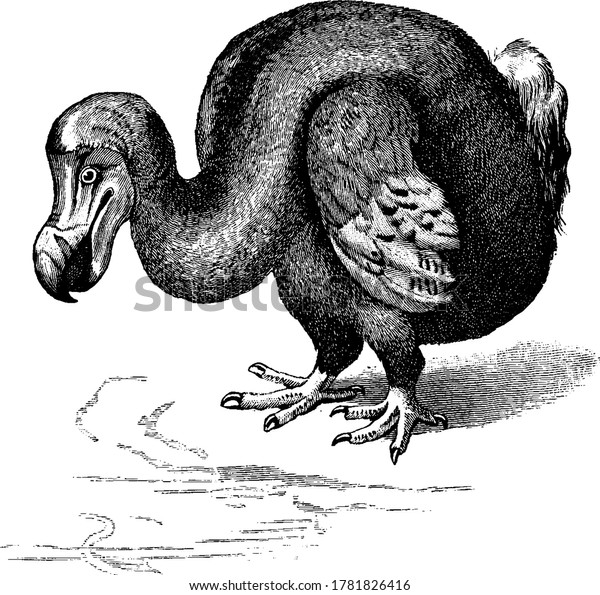 Dodo Extinct Flightless Bird Family Columbidae Stock Vector (Royalty ...