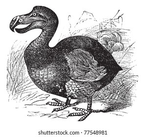 Dodo or Raphus cucullatus, vintage engraving. Old engraved illustration of a Dodo.