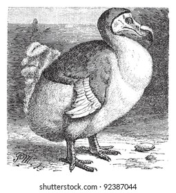 Dodo (Raphus cucullatus) / vintage illustration from Meyers Konversations-Lexikon 1897