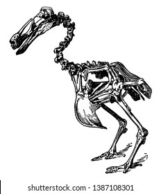 Dodo Skeleton where dodo was a flightless bird endemic to the Indian Ocean island of Mauritius, vintage line drawing or engraving illustration.