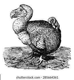 Dodo, vintage engraved illustration. Natural History of Animals, 1880.
