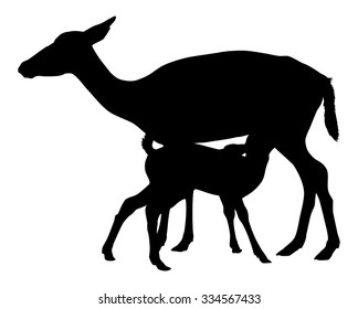 Doe deer and fawn
