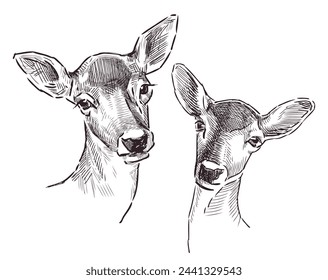 Doe, fallow deer, roe deer; animal portrait; two, head, sketch, realistic, vector hand drawn illustration isolated on white