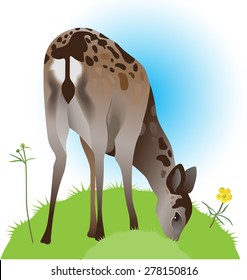 Doe of sika deer grazing. Vector illustration.