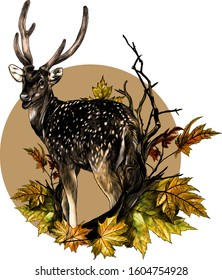 DOE stands at full height with his back turned and looks back round composition with a tree branch and autumn maple leaves, sketch vector graphics color illustration on a white background
