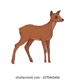 Doe wild northern forest animal vector Illustration on a white background