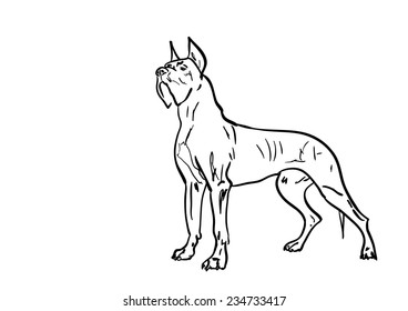 dog