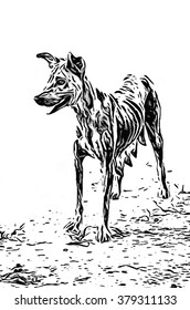 Dog