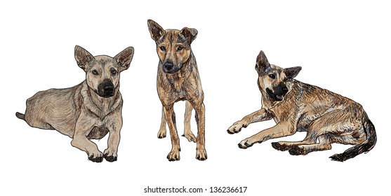 The dog in 3 poses.