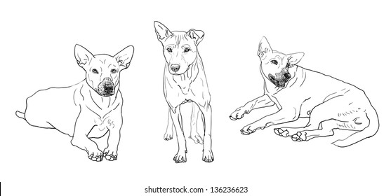 The dog in 3 poses.