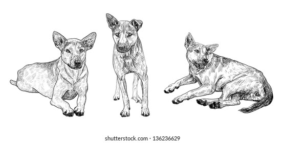 The dog in 3 poses.