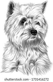 dog Affenpincher Briar black and white sketch tattoo vector illustration