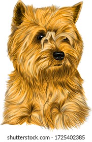 dog Affenpincher Briar brown vector illustration