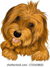 dog Affenpincher Briar brown vector illustration