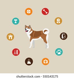 Dog akita infographic illustration vector icons set.