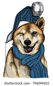 Dog Akita Inu. In a hat and scarf, he smiles and winks.