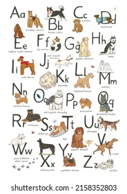 Dog alphabet vector illustrations set