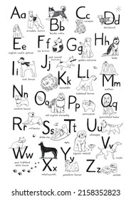 Dog alphabet vector line illustrations set