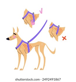 A dog in an anatomical harness. An illustration showing how to properly put on the harness