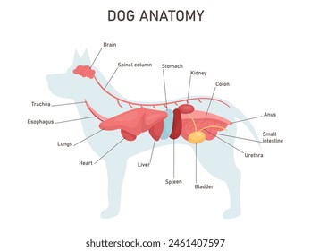 Dog anatomy. Educational veterinary and zoology study with inner system titles and location. Colon, stomach, liver, heart. Vector illustration