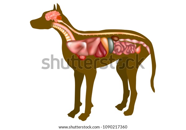 呼吸器 消化器 泌尿器系を扱った犬の解剖学 内臓 獣医用ポスター のベクター画像素材 ロイヤリティフリー