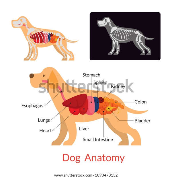 Dog Anatomy Internal Organs Skeleton Xray Stock Vector (Royalty Free ...