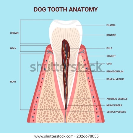 Dog anatomy tooth chart. Internal structure tooth. Canine teeth infographic. Vector illustration cartoon style for vet clinic, healthcare, education