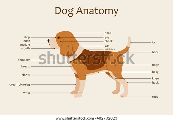 狗解剖兽医插图 身体部位名称 学习指南 矢量 水平方向库存矢量图 免版税